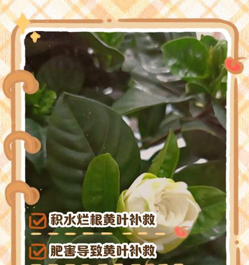 栀子花叶子上的斑点是什么原因及处理方法？（探究栀子花叶子斑点形成的原因，提供有效的处理方法）