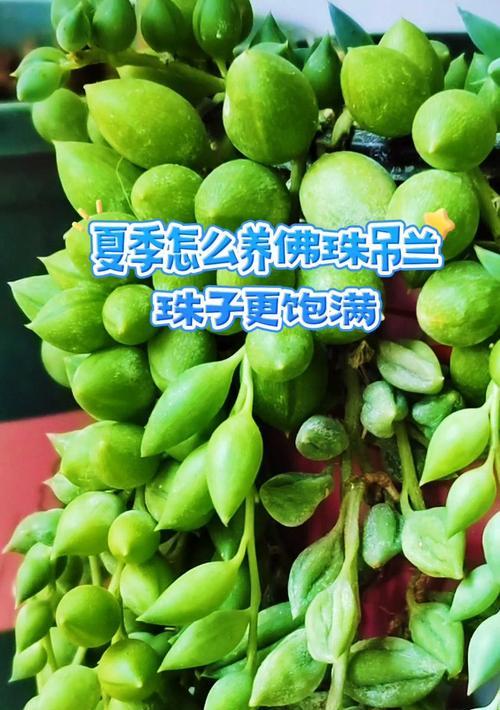 夏日养吊兰，让家焕发清凉气息（如何在炎热的夏天正确种植和照顾吊兰）