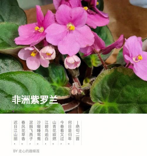 非洲紫罗兰的养护指南（打造健康美丽的非洲紫罗兰花园）