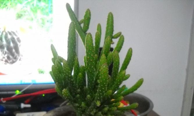 如何培养姬珊瑚开花多？（从土壤、水分、光照等方面探讨姬珊瑚生长的诀窍）