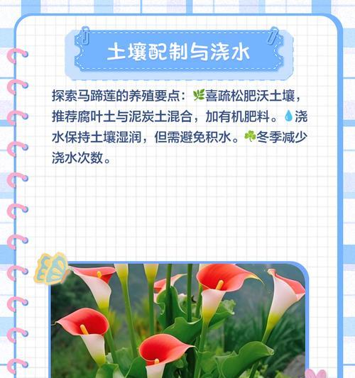 马蹄莲种子的种植方法（掌握这些技巧，让你成功种出美丽的马蹄莲）