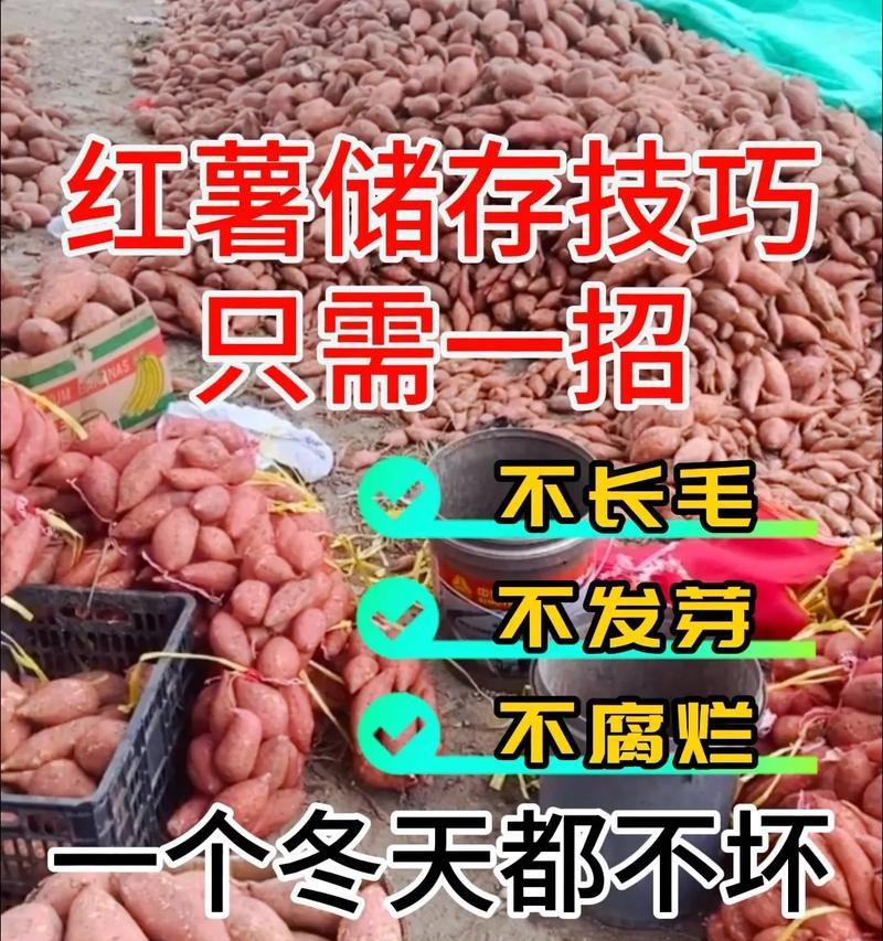 红薯冬季种植前需要注意的问题（红薯不耐寒，冬季需防寒保温）