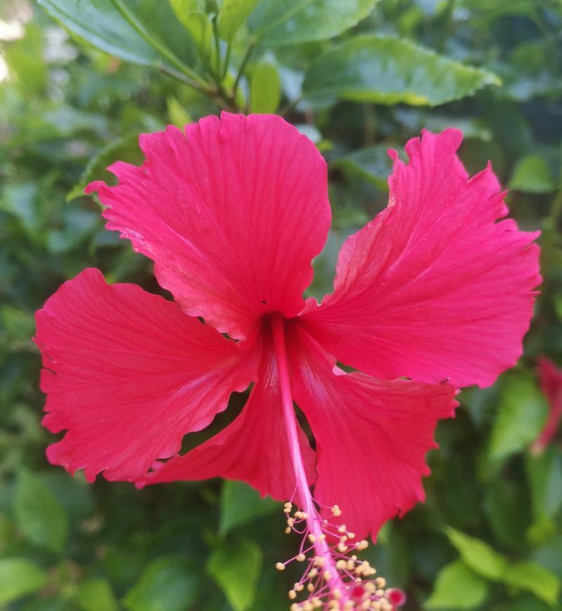 以扶桑花开败（探索扶桑花修剪的方法与技术，助您打造独一无二的花园景观）
