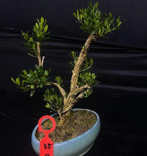 观察黄杨开花的奥妙（探秘黄杨的开花过程及美丽特点）