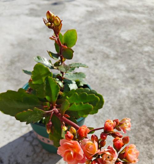 移栽花快速成活的秘诀（掌握正确方法，让花儿在新环境中茁壮成长）