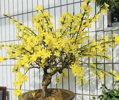 迎春花的养殖技巧（假山上的迎春花如何护理）