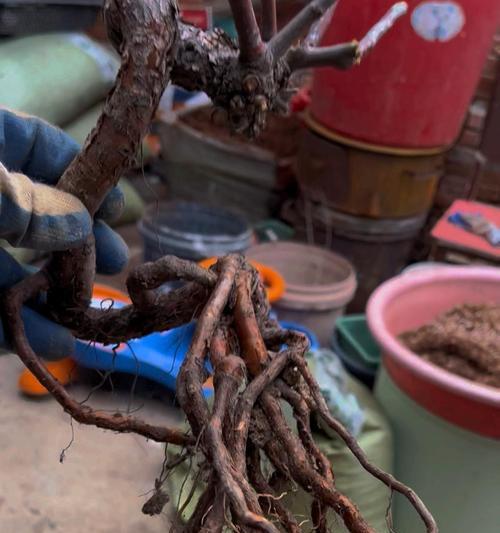 蔷薇月季牵引方法与技巧（打造迷人花墙，让蔷薇月季垂饰生长）