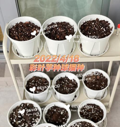 彩叶芋块根的种植与养护指南（打造花园中的绿色角落，彩叶芋块根种植的技巧与注意事项）