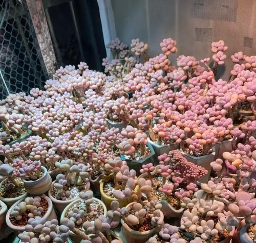 如何让桃蛋走红（探索桃蛋红利的关键要素）