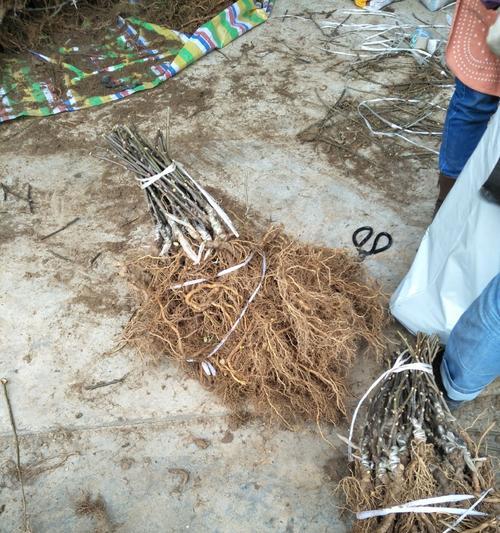 猕猴桃嫁接——增加果实品种的有效方式（掌握正确的嫁接时间和方法，让猕猴桃树绽放多样果实）
