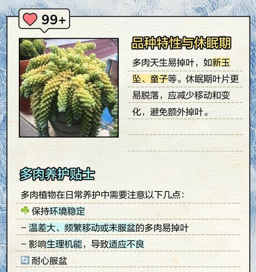 多肉叶子为什么不发芽（解析多肉叶子不发芽的原因及解决方法）