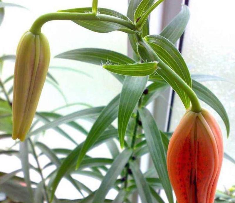 打造绚丽花海，一水百合花怎么养殖？（掌握关键技巧，打造迷人花园）