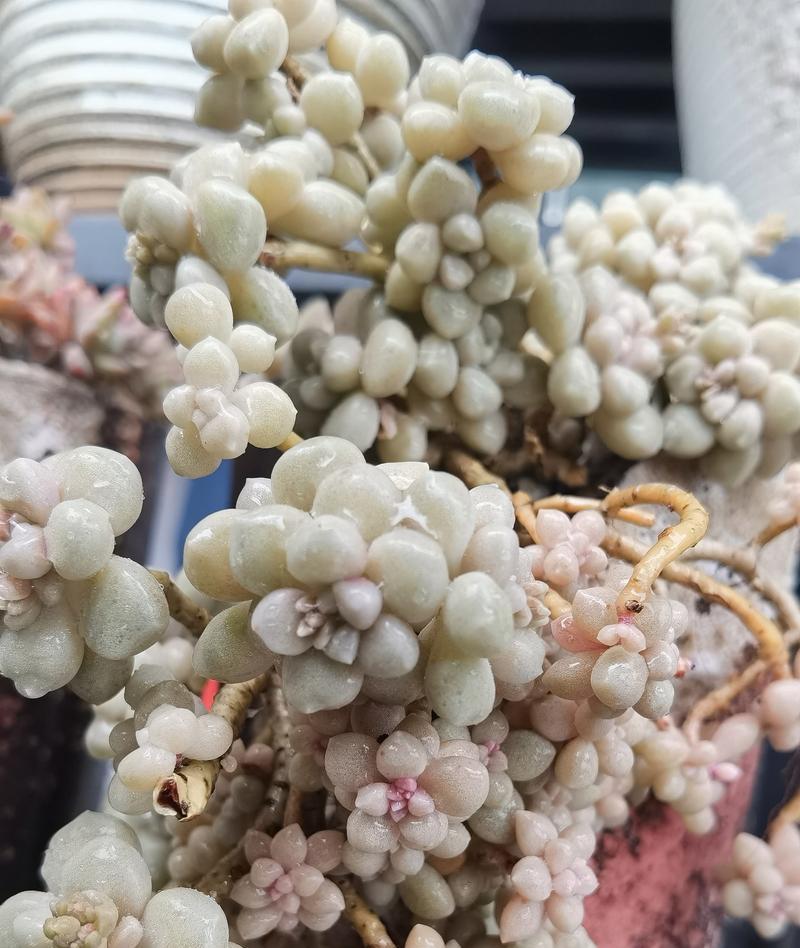 打造多肉秋丽的养殖秘籍（探寻多肉秋丽养殖的技巧与诀窍）