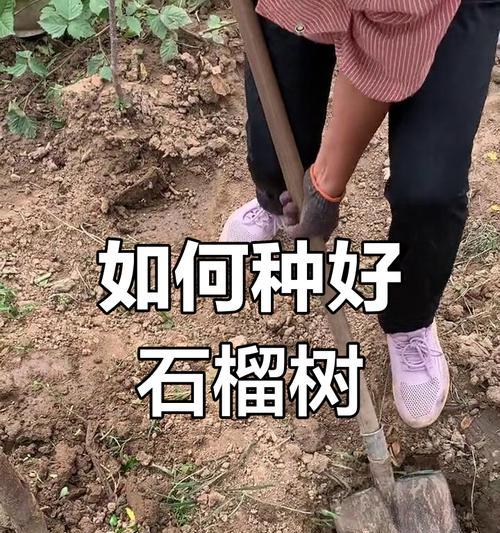 石榴浇水的时间和方法（如何合理浇水以促进石榴生长？）