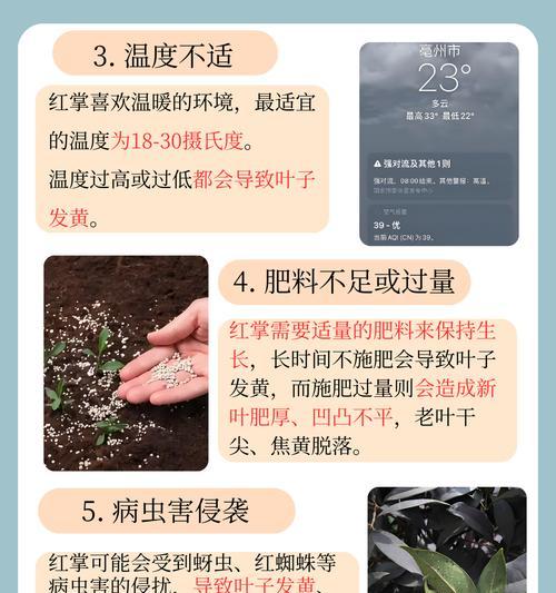 红掌花叶发黄的原因及解决方法（怎么办才能让红掌花恢复健康？）