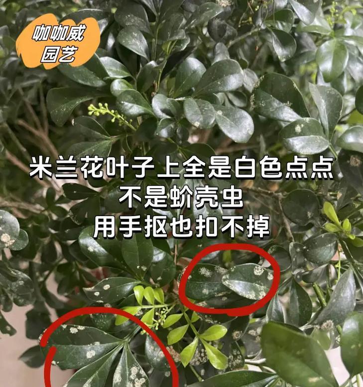 解决米兰花老叶发黄掉叶子的方法（保护米兰花叶片健康，延长花卉寿命）