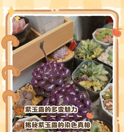 玉露变黑怎么补救？（寻找有效方法还原玉露的原本美白光泽）