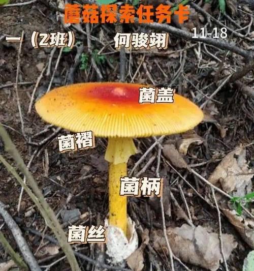蘑菇不是蕨类植物（解析蘑菇的真实身份，揭开它们的奥秘）