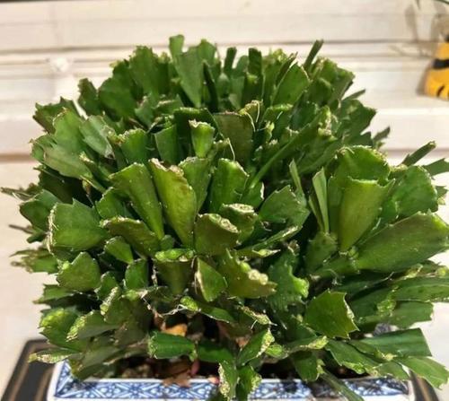 如何判断蟹爪兰是否烂根？（掌握关键细节，保护蟹爪兰的健康成长）