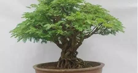 合欢树盆栽的培养技巧（打造美丽室内景观，你需要知道的合欢树养护要点）