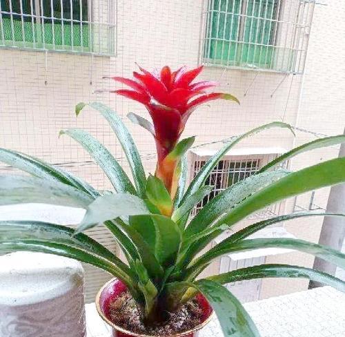 鸿运当头一年，开花花期月份与时间（时间与自然的魔力交融，揭秘花开花谢的奥秘）