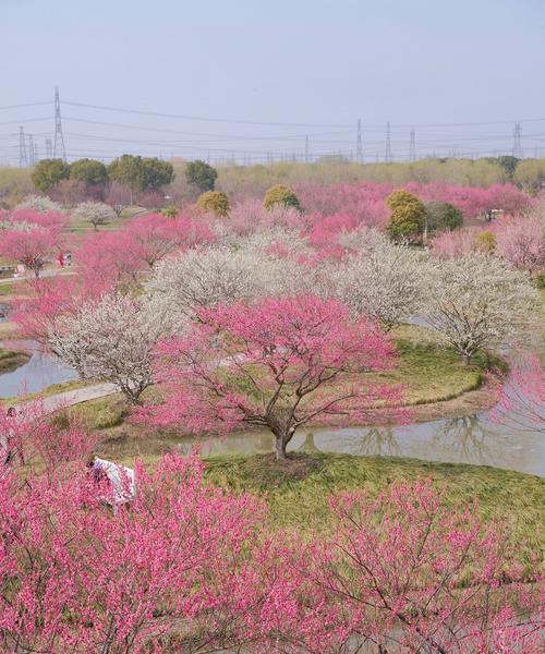 梅花换盆时间详解（选择适合的时间和方法，让梅花根系更健康）