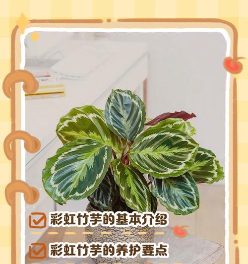 彩虹肖竹芋叶子发黄的原因及处理方法（了解彩虹肖竹芋叶子发黄的问题以及如何解决，让植物重拾生机）