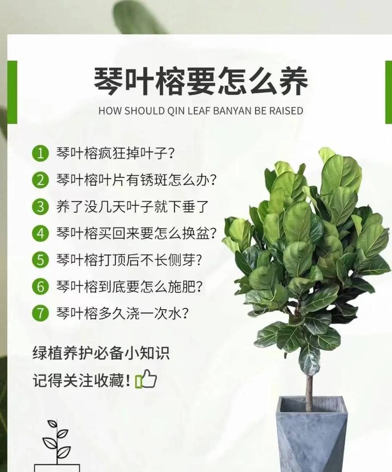 如何改善长叶子软立不起来的问题（有效方法让长叶子恢复挺拔）