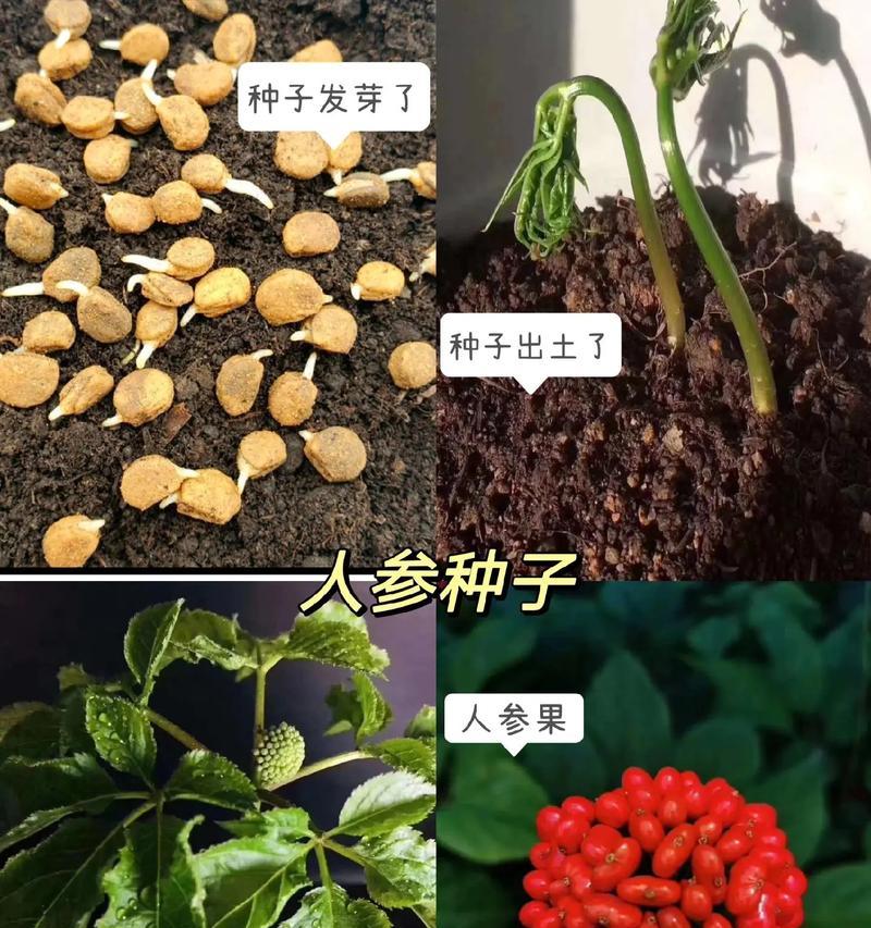 人参种子的种植方法（从选种到收成，教你轻松种出优质人参）