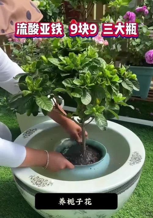 十月栀子花的养护之道（细说栀子花的种植、浇水、施肥、病虫害防治和采摘要点）