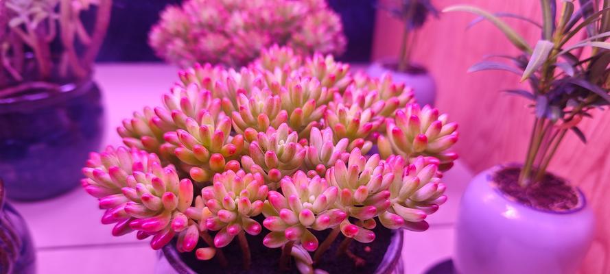 多肉植物的繁衍与养护（以多肉出锦后为例，探究养护技巧）