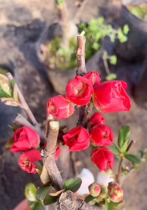 玫瑰海棠花的施肥技巧（养护美丽花朵，助力玫瑰海棠茁壮成长）