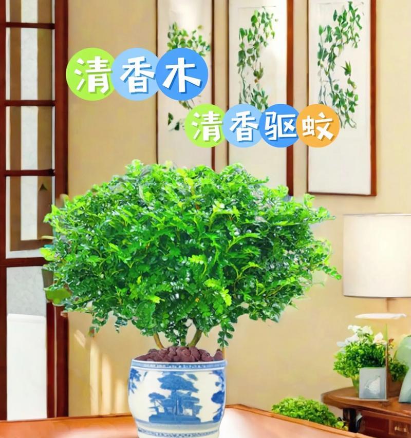 探索香木盆景的魅力（传承与创新，感受自然之美）