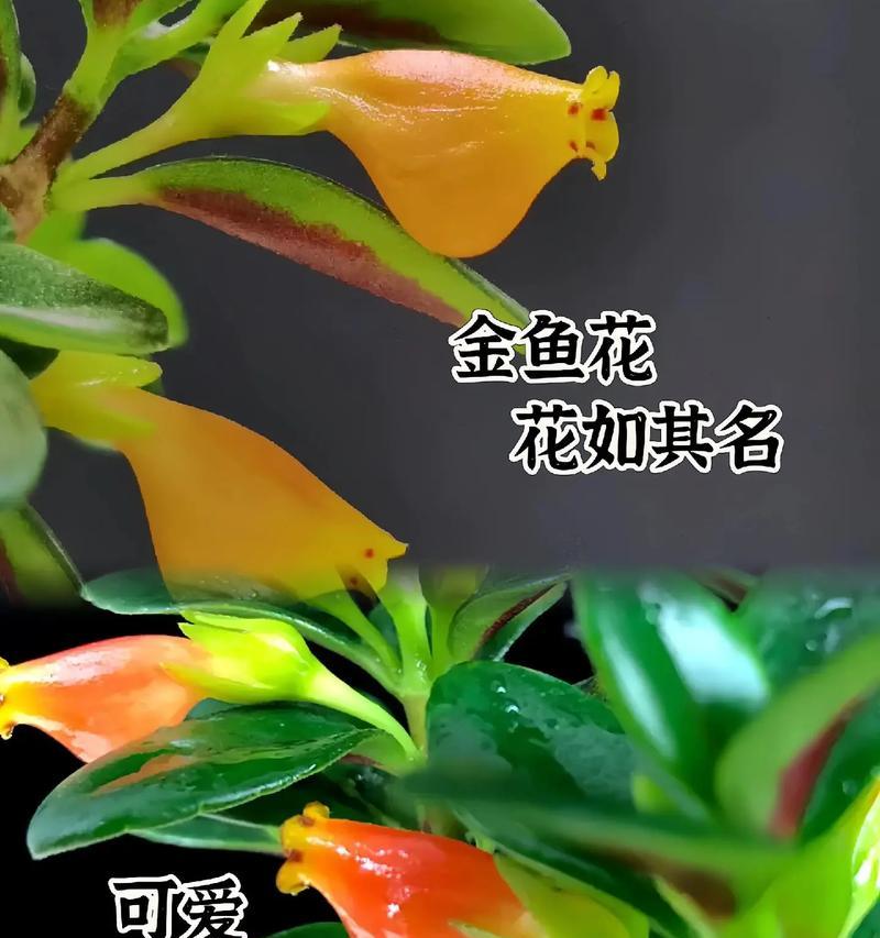 金鱼花的开花期是什么时候？（探寻金鱼花的生长特点和开花规律）