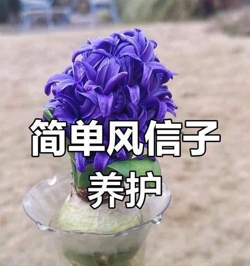 如何养护风信子以促使其开花？（掌握关键技巧，让风信子盛开如云）