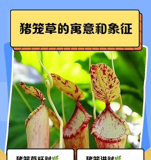全面了解猪笼草的养护技巧（打造理想的猪笼草生长环境，让其健康茁壮成长）