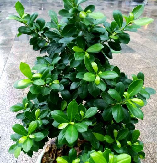 容树盆栽植物修剪技巧（打造美观健康的容树盆栽——从修剪开始）