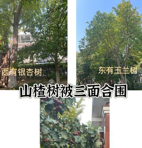 冬季如何栽培山楂树？（雪后的冬日，山楂树苗如何安然栽培？）