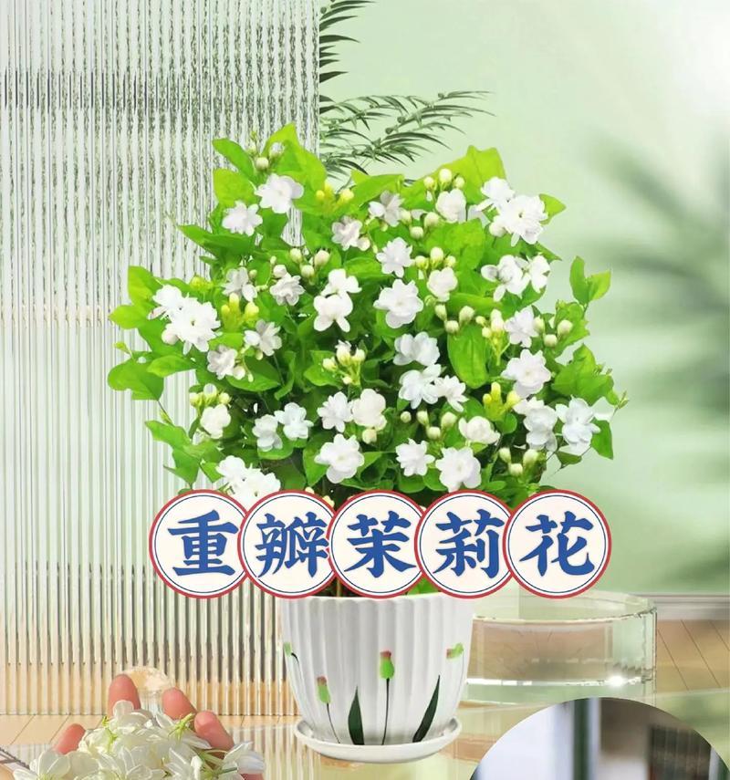 以莫梨花的养护指南（打造美丽花园的关键技巧）