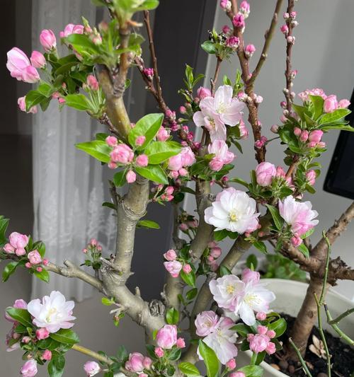 深筒盆的花之美——适合养什么花？（挑选合适深筒盆的技巧与适合种植的花卉介绍）