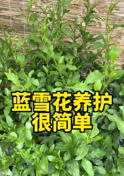 蓝雪花浇水的正确方法（让你的蓝雪花健康成长，远离病虫害）