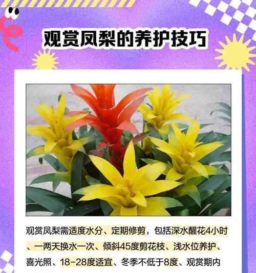 凤梨科种植指南（从种子到果实，打造丰收的凤梨园）