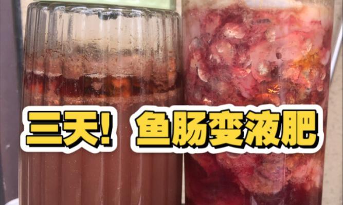 以鱼肠沤肥的制作方法及应用（环保、经济、高效的有机肥料——鱼肠沤肥）