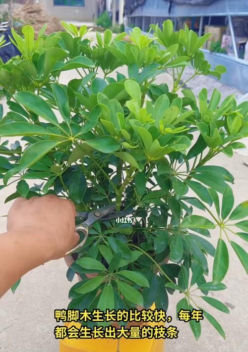 以鹅掌柴修剪枝叶的技巧（学习如何正确修剪鹅掌柴的枝叶，让你的植物健康茁壮）
