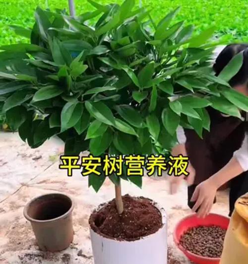 室内平安树的养殖指南（打造幸福的室内绿色空间）
