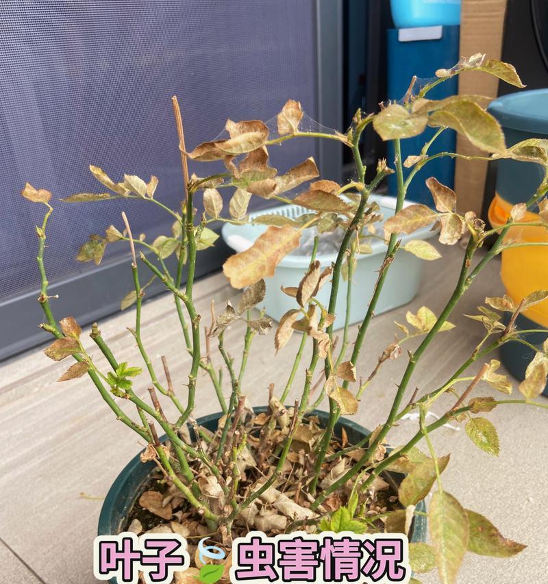 红蜘蛛病的防治方法（了解红蜘蛛病的危害及防治技巧）