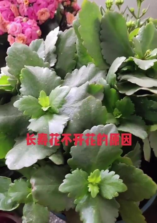 长寿花不开怎么办？（解决长寿花不开的技巧与方法）