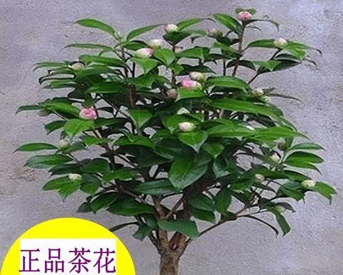四季茶花的耐寒之道（探究四季茶花在寒冷气候下的适应能力和保护措施）