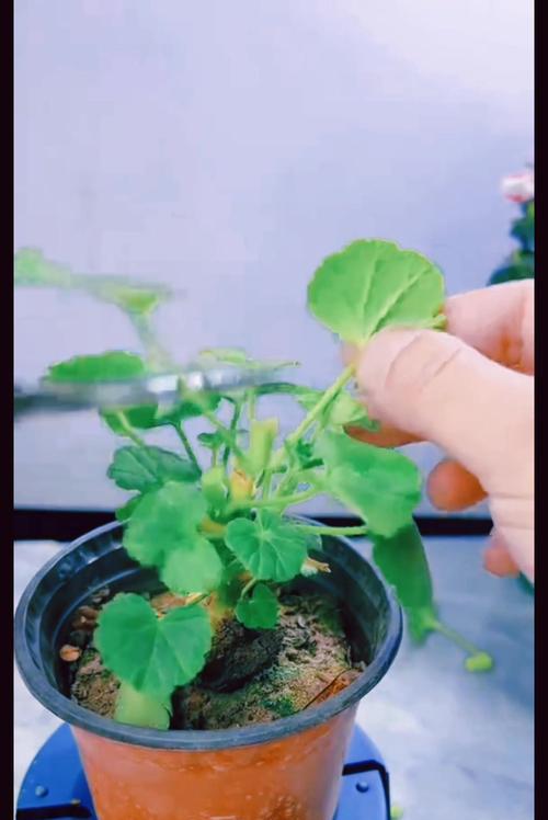 夏天室外怎么养天竺葵（打造芬芳的夏日花园）