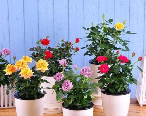 玫瑰花盆栽种植指南（从选择品种到养护技巧，轻松打造居家花园）